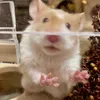 NutsNHam