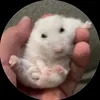 Pissed off Hamster